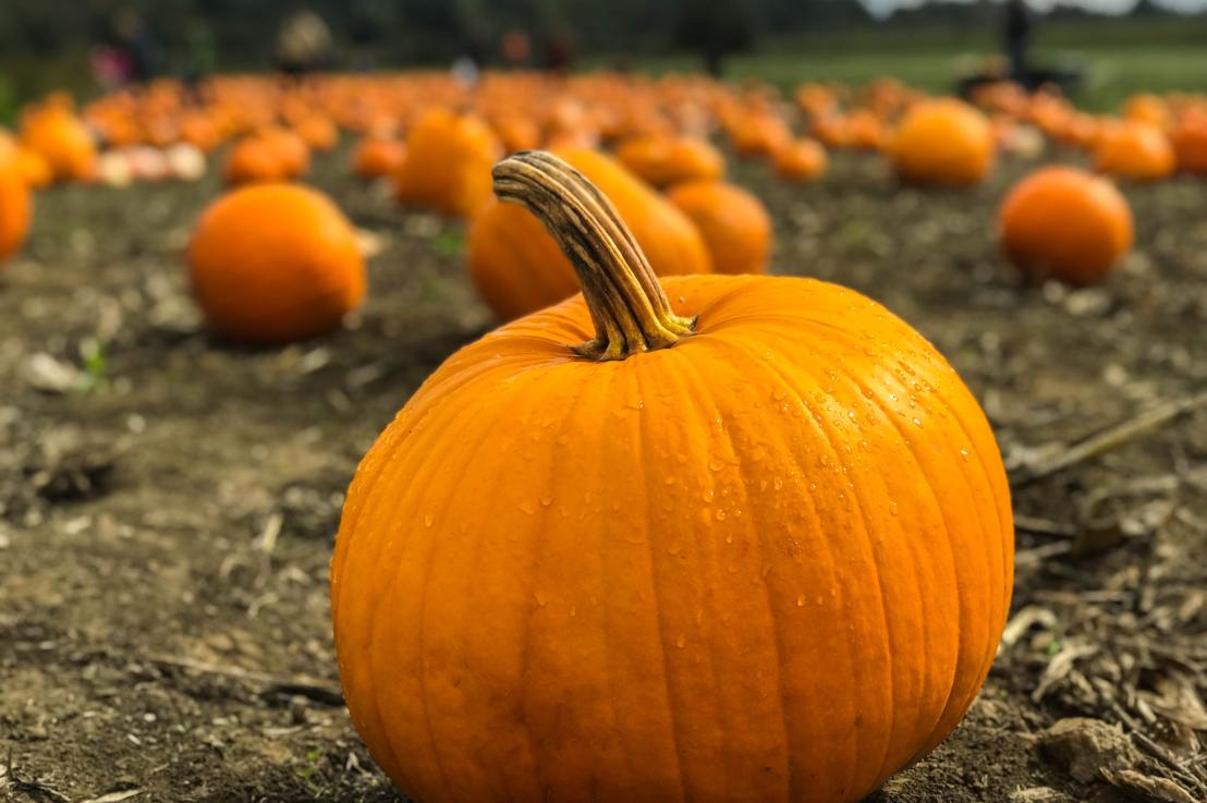 It’s Pumpkin Spice Season: Plan A Neighborhood&nbsp;Potluck