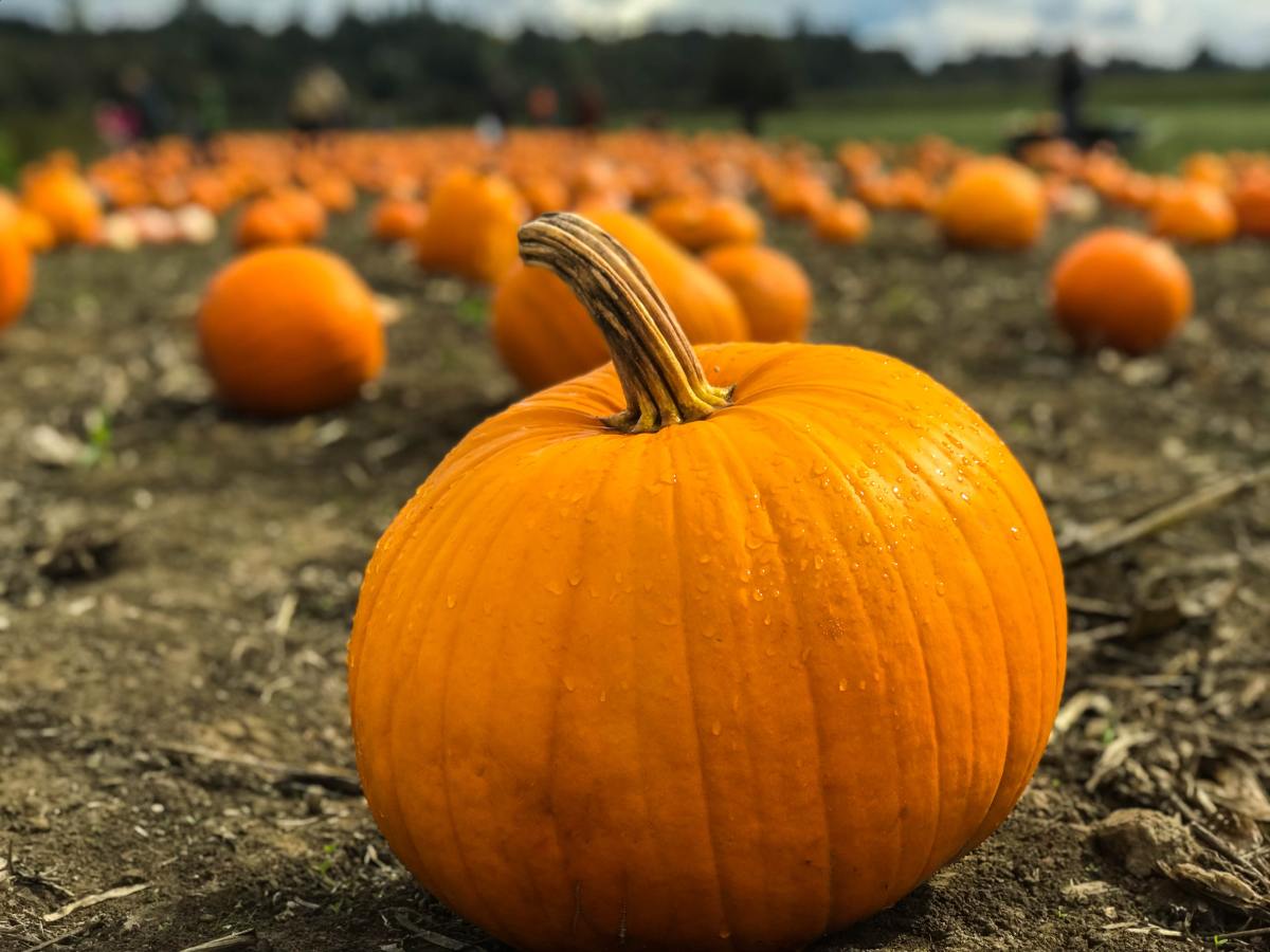 It’s Pumpkin Spice Season: Plan A Neighborhood&nbsp;Potluck